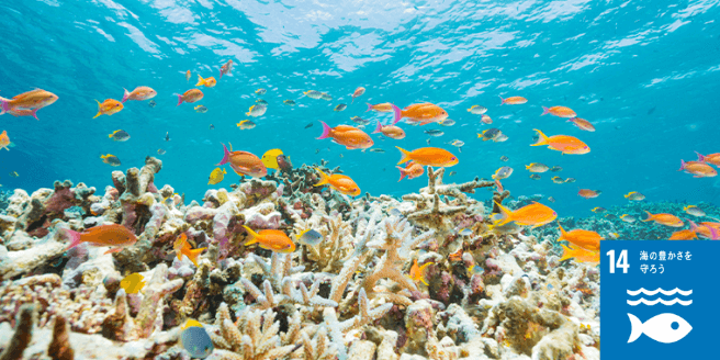 夏休みの自由研究は、海のSDGsを考えよう! 